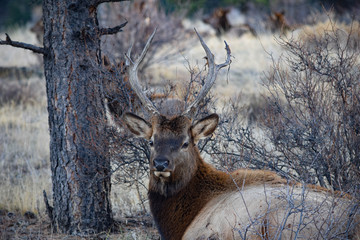 Colorado Elk