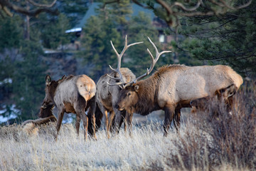 Colorado Elk