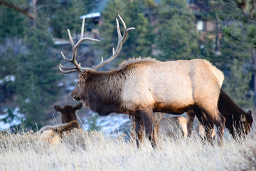 Colorado Elk