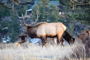 Colorado Elk