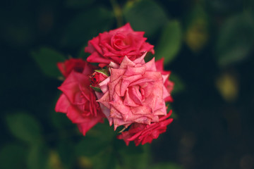 In the summer, beautiful pink roses blossomed in the garden.