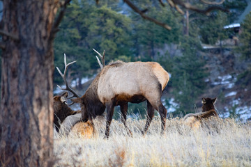 Fototapeta na wymiar Colorado Elk