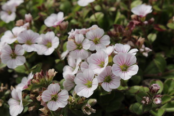 "Chickweed Baby's-Breath" flower (or Mouse-eared Gypsophila, Himalaya Schleierkraut) in St. Gallen, Switzerland. Its Latin name is Gypsophila Cerastioides, native to Himalayas, Bhutan and Pakistan.