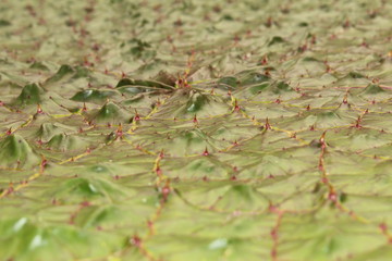 "Prickly Water Lily" leaf (or Gorgon, Stachelseerose, Fox Nut, Makhana) in St. Gallen, Switzerland. Its Latin name is Euryale Ferox, native to Japan, China, Taiwan and northern India.