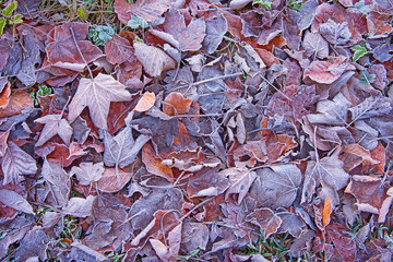 Frozen ground full of dry leaves hoarfrost covered