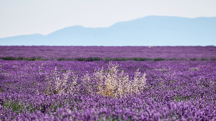 Fototapeta na wymiar white flowers among lavender