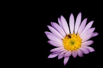 Isolated purple daisy with flower beetle