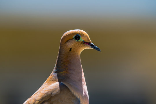 Mourning Dove Profile