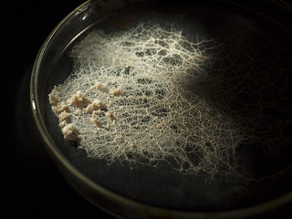 A veiny white plasmodium of a slime mould, or myxomycete, is crawling and spreading on a laboratory Petri dish. Myxomycete is a special organism that gathers from many microscopic unicellular amoebae.