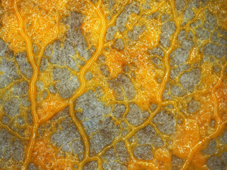 A veiny yellow plasmodium of a Physarum slime mold, or myxomycete, is crawling and moving on a substrate. Slime moulds are special organisms that gather from many microscopic unicellular amoebae