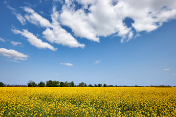 Obraz premium Beautiful landscape with rape flowers
