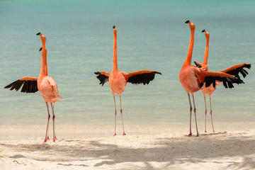 A flamboyance of flamingos spreading their wings