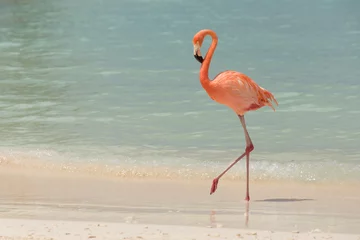 Gordijnen Een flamingo die op een tropisch strand loopt © Jennifer