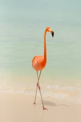 Crédence de cuisine en verre imprimé Beige Un seul flamant rose sur une plage tropicale