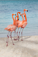 A flamboyance of flamingos on the beach in Aruba