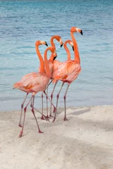 Fotobehang A flamboyance of flamingos on the beach in Aruba © Jennifer