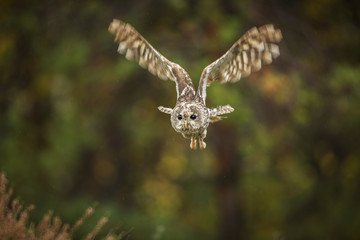 strix aluco