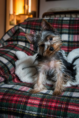 Yorkshire terrier puppy sitting on tartan wool blanket