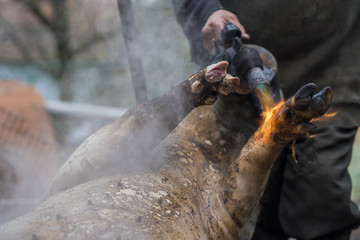 Fototapeta na wymiar Butcher handles the slaughtered pig with blowtorch, hair removal, preparation to cutting, Ukraine