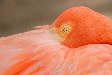 Close up of resting flamingo in Aruba