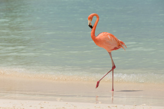 A flamingo walking on a tropical beach