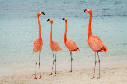 A group of four flamingos on the beach in Aruba
