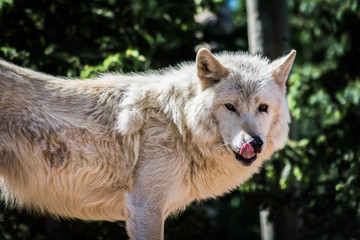 Fototapeta premium Wolf Sanctuary Colorado White Wolfs