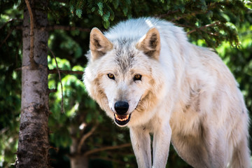 Wolf Sanctuary Colorado White Wolfs