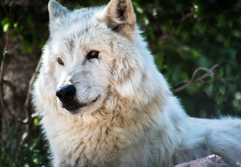 Obraz na płótnie Canvas Wolf Sanctuary Colorado White Wolfs
