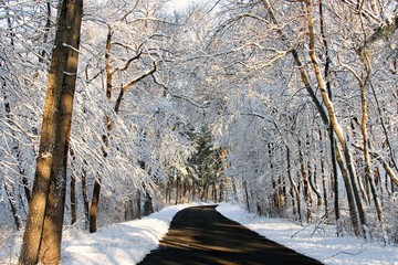 Winter road through the woods