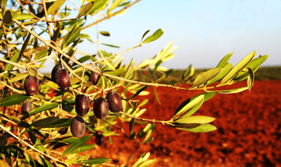 Olive tree in Portugal, harvesting time, sunset