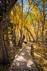 A wooden walkway winds through the aspen trees in the Eastern Sierras.