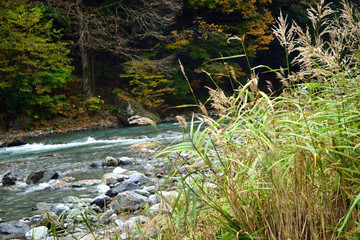 秋の奥多摩 日原川 川原