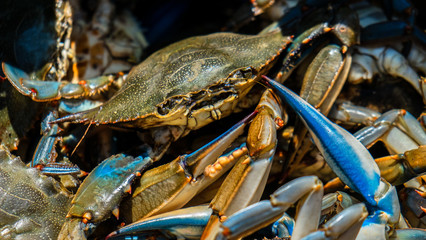 Blue Crab © Pat Bourque 