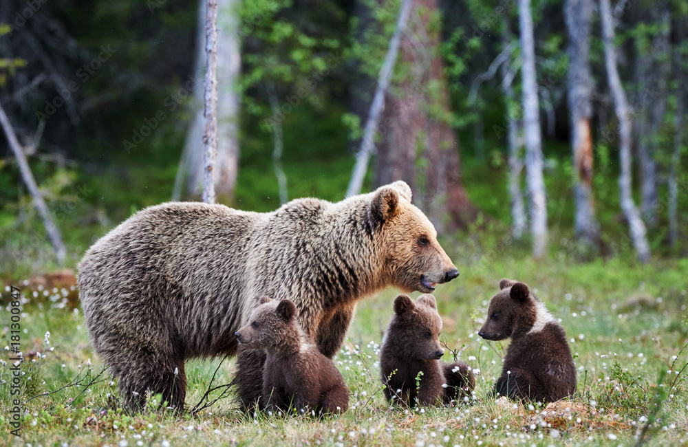 Wall mural female brown bear and her cubs