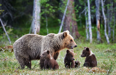 Fototapeta premium Female brown bear and her cubs