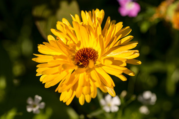 Blume strahlend gelb