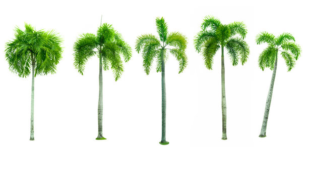 Set of five Manila palm, Christmas palm tree ( Veitchia merrillii (Becc.) H.E. Moore ) isolated on white background. used for advertising decorative architecture. Summer and beach concept.