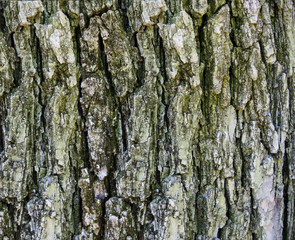 tree bark texture