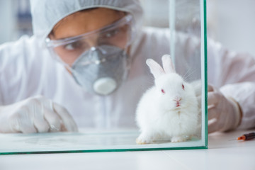 Scientist doing animal experiment in lab with rabbit
