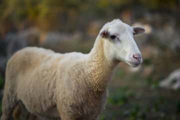 Flock of Sheep at Dusk
