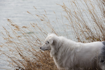 Fototapeta premium White and Black Australian Shepherd at the Shoreline