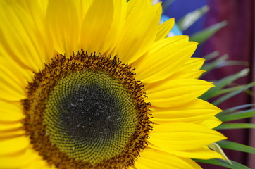 Fototapeta premium flower of the garden