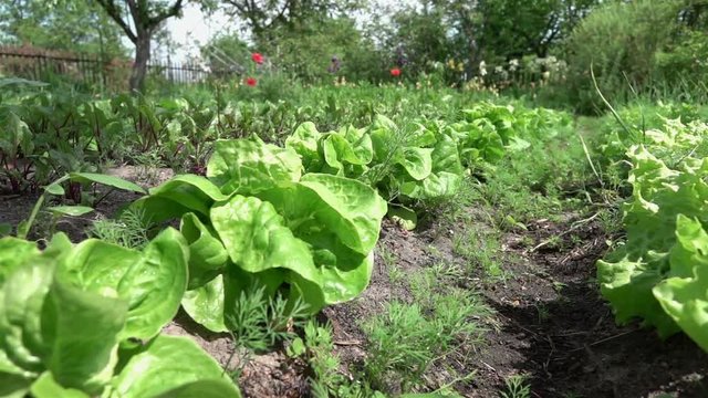  High quality video of vegetable plot in real 1080p slow motion 250fps