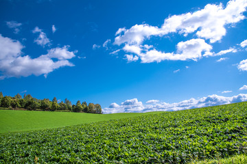 Obraz premium 美瑛 丘の風景 拓進