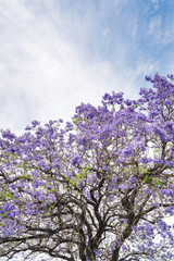 Purple Jacaranda flowers blooming on a tree in Perth, Western Australia.