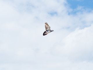 a flying pigeon