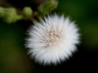 dandelion fluffy