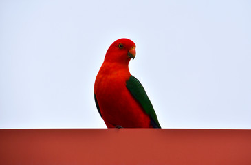 King Parrot on Roof