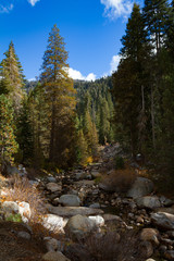 Big Blue sky, river and pine trees of the Tokopah Falls trail in Sequoia and Kings Canyon National Park in the fall.